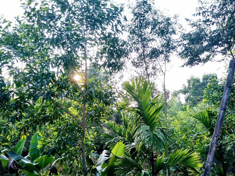 Kamanabillu Homestay, For Jog Falls Travellers Siddapur Eksteriør billede